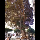 Ein Gummibaum, mehr als 18 m hoch und mit einem Kronendurchmesser von etwa 20 m